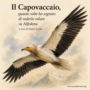 Il Capovaccaio, quante volte ho sognato di vederlo volare su Alfedena